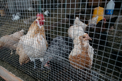 Hühner am Zaun