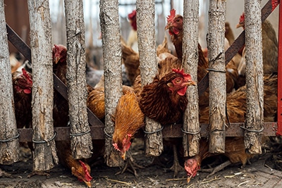 Huhn steckt Kopf durch Zaun