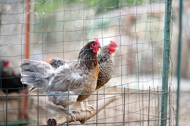 Huhn und Hahn in einem Stall Haltung