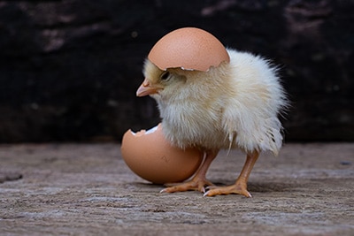 Küken schlüpft aus dem Ei