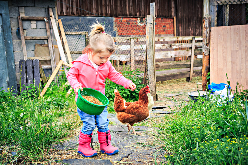 Kind füttert Huhn im Garten